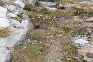 Eine felsige Hügellandschaft mit schroffen Felsen, saftig grünem Gras und kleinen leuchtend violetten Blumen, wahrscheinlich Glockenblumen, die dazwischen wachsen.