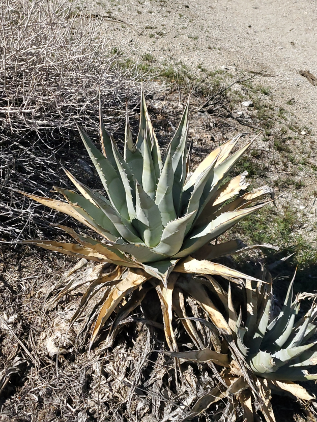 Eine Agavenpflanze steht in der Mitte eines staubigen Feldes, umgeben von trockenem Gras und anderen niedrigen Pflanzen.