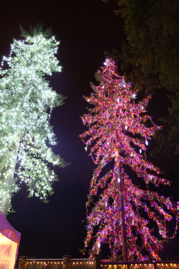 Zwei Bäume, einer mit Lichtern geschmückt, stehen neben einem ebenfalls mit Lichtern geschmückten Zaun, mit einem dritten, ungeschmückten Baum in der Nähe.