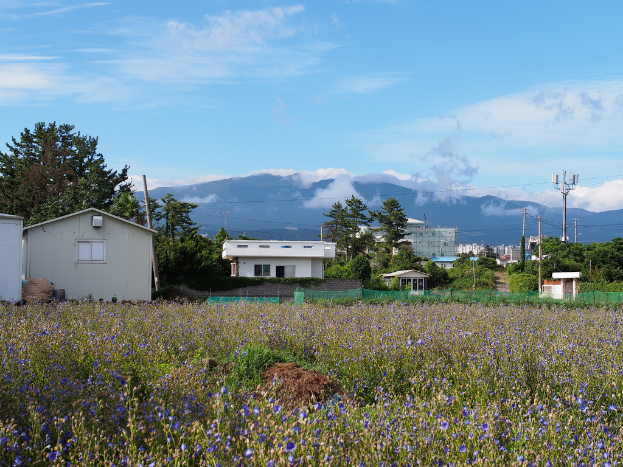 Eine Stadtansicht mit zahlreichen Gebäuden, Bäumen, einem Berg im Hintergrund, einem klaren Himmel, einem Strommast mit Drähten und Vegetation im Vordergrund.