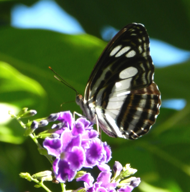 Ein Schmetterling ruht auf violetten Blumen mit einem unscharfen grünen Hintergrund.