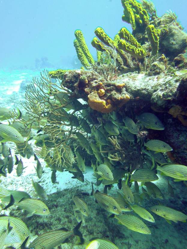 Unterwasser-Szene mit Fischen, Unterwasserpflanzen und klarem Wasser.