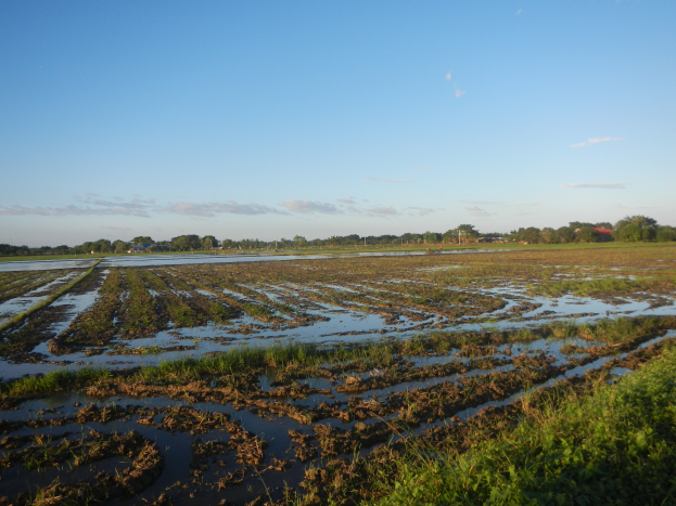 Ein Feld mit Kulturpflanzen und einem großen Wasserbecken in der Mitte, umgeben von Gras und Pflanzen, mit Bäumen und einem bewölkten Himmel im Hintergrund.