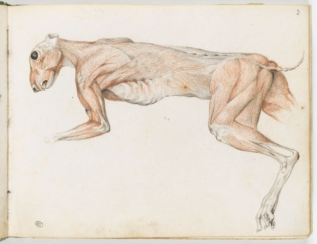 Ein detailliertes anatomisches Zeichnung eines Windhunds auf einem offenen Buch, das seine Muskeln, den Kopf, den Hals und die Beine zeigt.