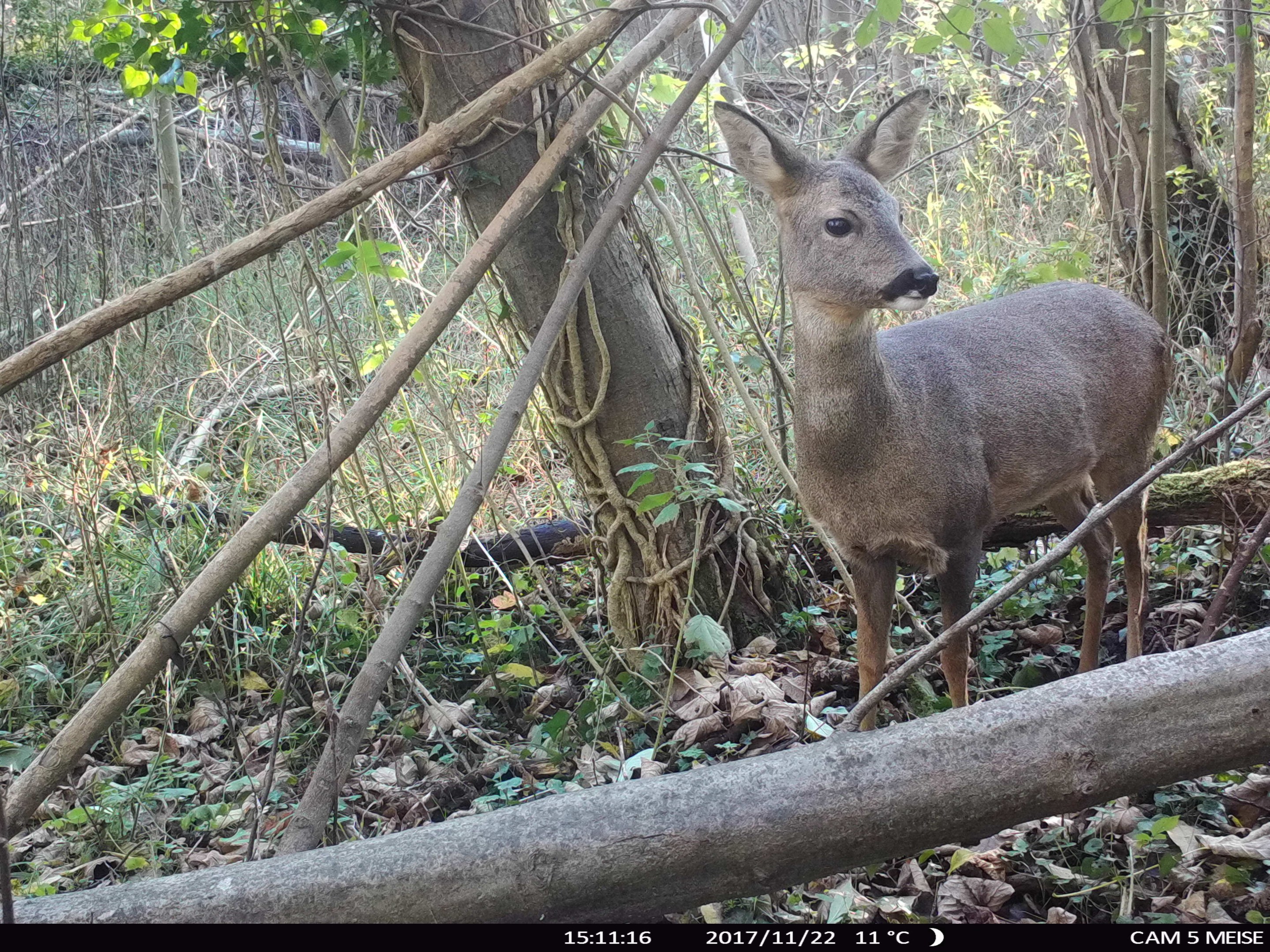 Ein Reh, das in einem waldigen Gebiet neben einem Baum steht, aufgenommen von einer Wildkamera.