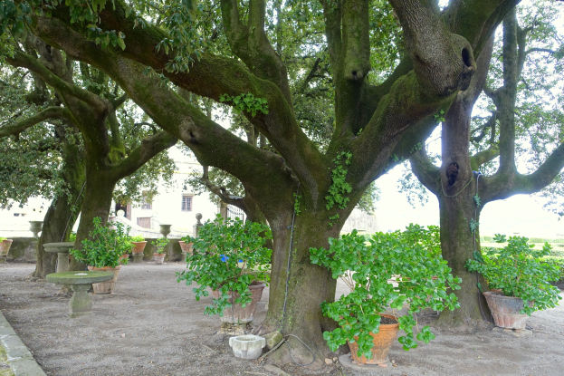 Großer Baum in einem Park umgeben von grünem Gras, Topfpflanzen und einem Gebäude im Hintergrund.