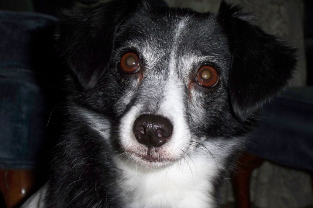 Ein Hund ist im Bild zu sehen.