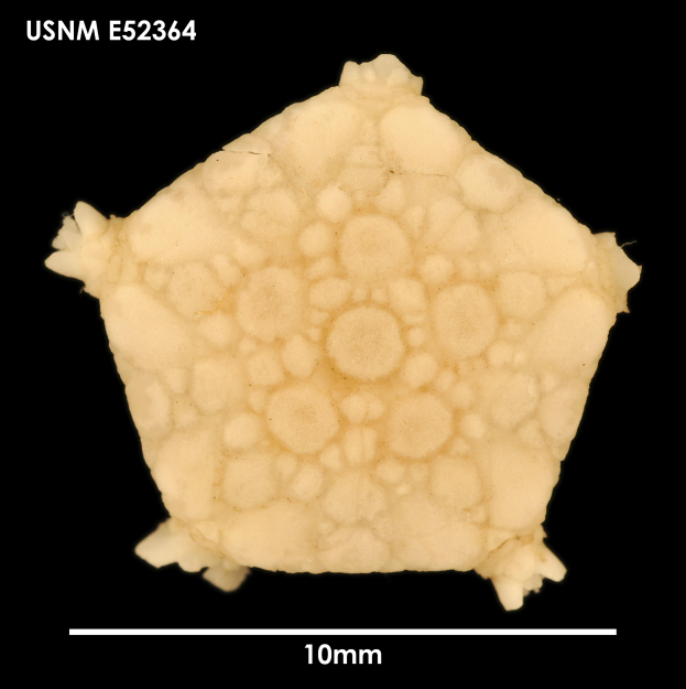 Ein Nahaufnahme eines kleinen Stücks Nahrung, das wie ein Mikroorganismus aussieht, auf einem schwarzen Hintergrund, mit beschreibendem Text oben und unten.