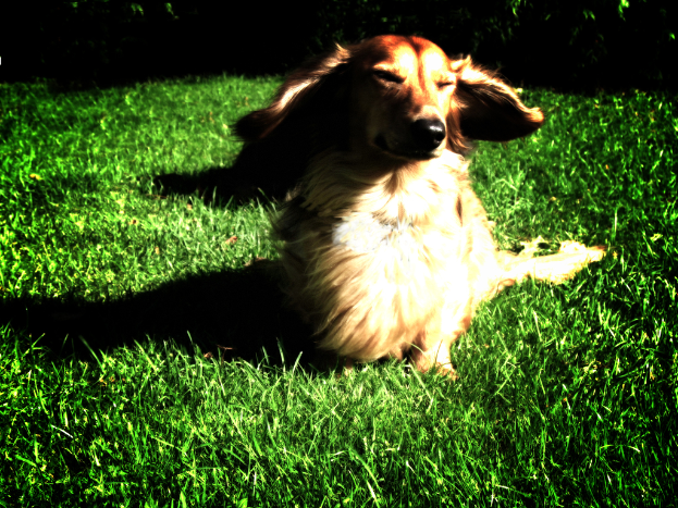 Ein Hund steht auf Gras in einer schwach beleuchteten Umgebung.
