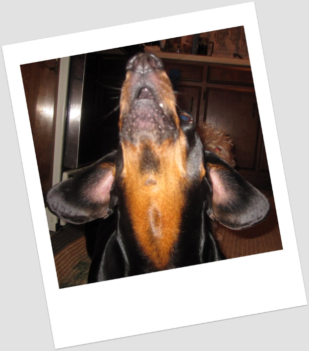 Ein Nahaufnahme-Foto eines Hundegesichts mit Schränken im Hintergrund.