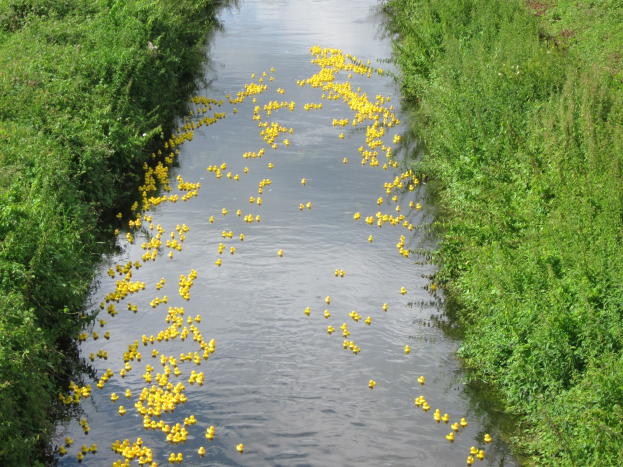 Ein Fluss mit zahlreichen gelben Gummienten, die darin schwimmen, gesäumt von dichtem grünem Gras auf beiden Seiten.