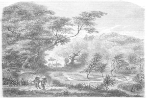 Eine Schwarz-Weiß-Radierung eines Mannes und einer Frau, die durch einen üppigen Dschungel mit Bäumen, Pflanzen und Himmel im Hintergrund gehen, mit dem Text "Der Dschungel des Amazonas" unten.