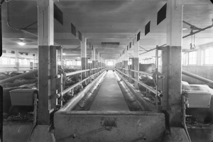Ein Schwarz-Weiß-Foto von Kühen in einem Stall mit Pfählen, Rohren, Lampen, Fenstern und anderen Gegenständen im Hintergrund, mit Text unten.
