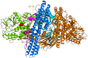 Ein 3D-Modell eines Proteinmoleküls mit einem roten Punkt in der Mitte, das blaue, grüne, rote und orangefarbene Farben und Text zeigt, vor einem weißen Hintergrund.