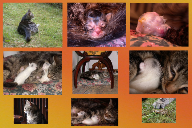 Ein Collage-Bild mit verschiedenen Tieren.