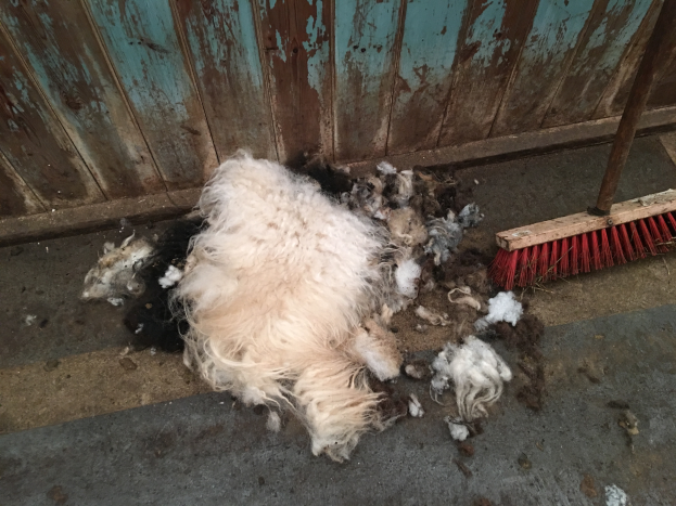 Ein Haufen Schafe liegt auf dem Boden neben einem Besen, mit Fell und Wolle drumherum und einer hölzernen Wand im Hintergrund.