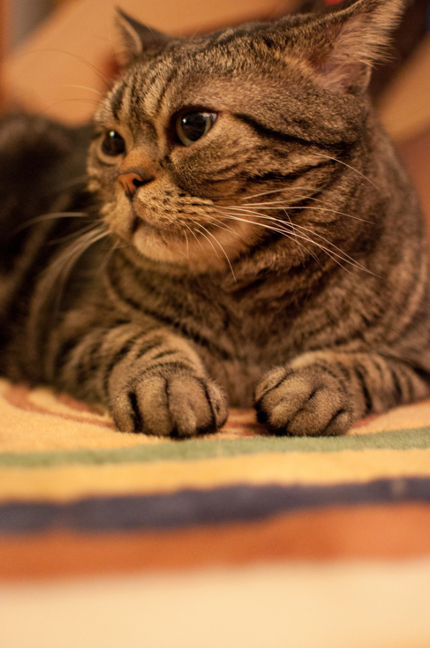 Eine Katze ist auf dem Bild zu sehen.