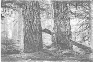 Schwarz-weißes Foto eines Fahrrads in einem Rotbuchenwald mit hohen Bäumen und Sonnenstrahlen, die durch die Zweige scheinen.