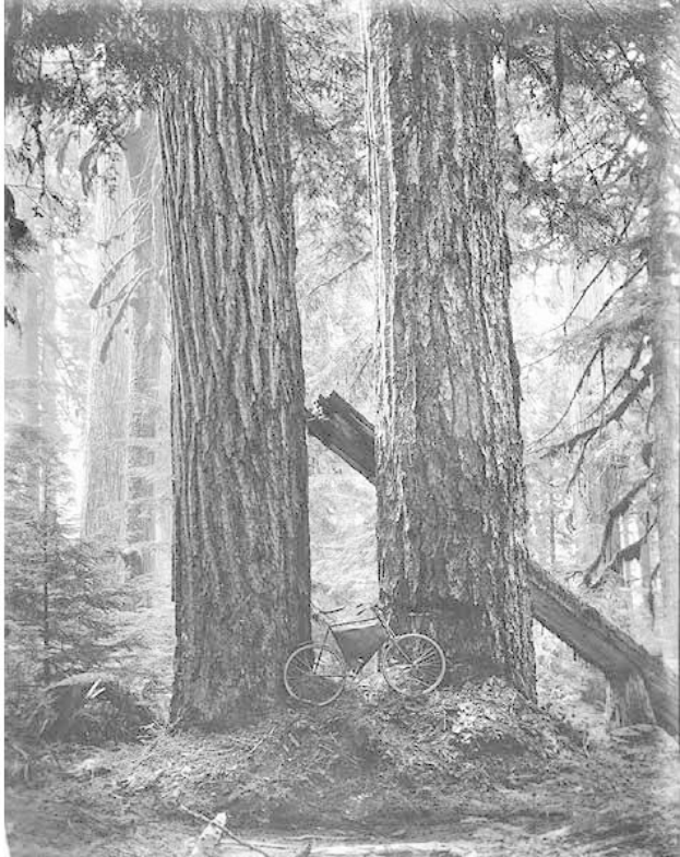 Schwarz-weißes Foto eines Fahrrads in einem Rotbuchenwald mit hohen Bäumen und Sonnenstrahlen, die durch die Zweige scheinen.