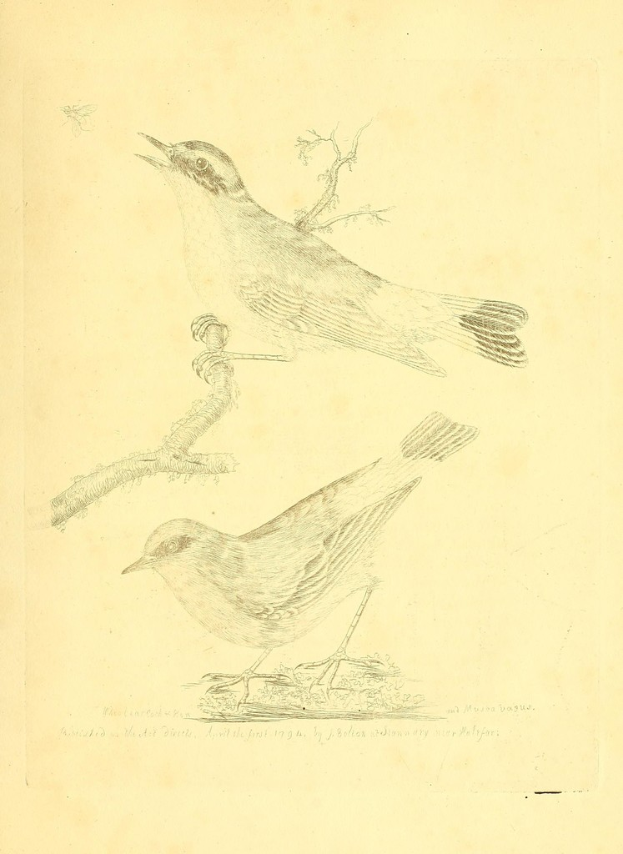 Eine Zeichnung einer Taube auf einem Stiel mit Text unten im Bild.