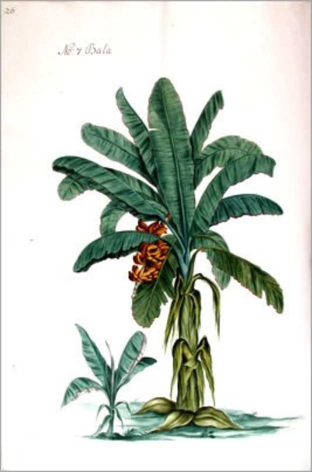 Gemälde einer Bananenpflanze mit grünen Blättern und gelben Blüten in einem klassischen Rahmen.