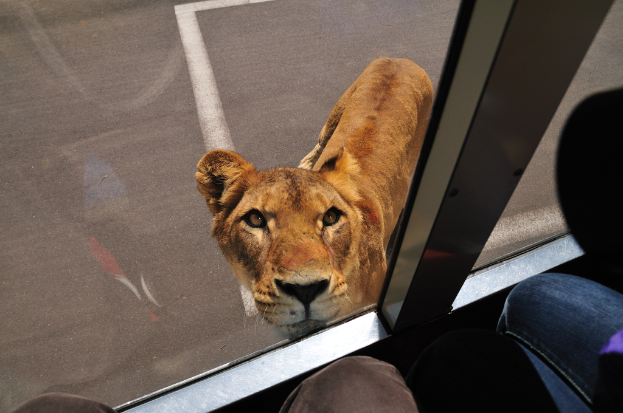 Eine Löwin in der Nähe einer Straße, von einem Fahrzeug aus fotografiert.